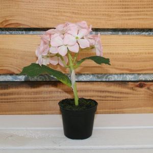 Hortensie im Plastiktopf